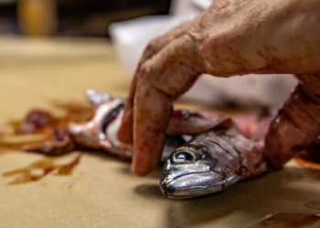 Rare incident at Malpe Port: Mackerel fish found alive despite being cut
