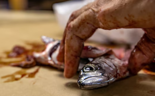 Rare incident at Malpe Port: Mackerel fish found alive despite being cut