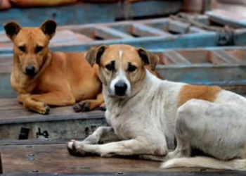 Mass killing of 300 stray dogs in Telangana: Has humanity been forgotten?