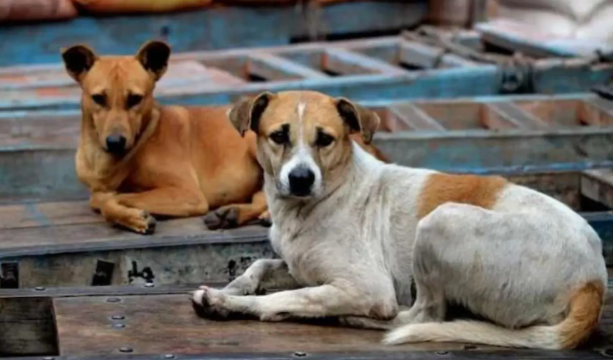 Mass killing of 300 stray dogs in Telangana: Has humanity been forgotten?