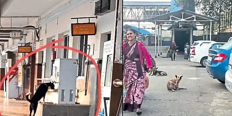 https://tulutimes.com/5419/mangaluru/mangalore-centra…n-for-stray-dogs/