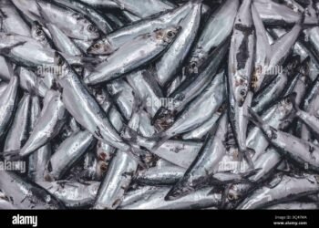 ಉಡುಪಿ: ಭಾರೀ ಬೂತಾಯಿ ಮೀನುಗಳ ಬೇಟೆ – ಹೆಜಮಾಡಿ ಕಡಲತೀರದಲ್ಲಿ ಜನಸಂದಣಿ