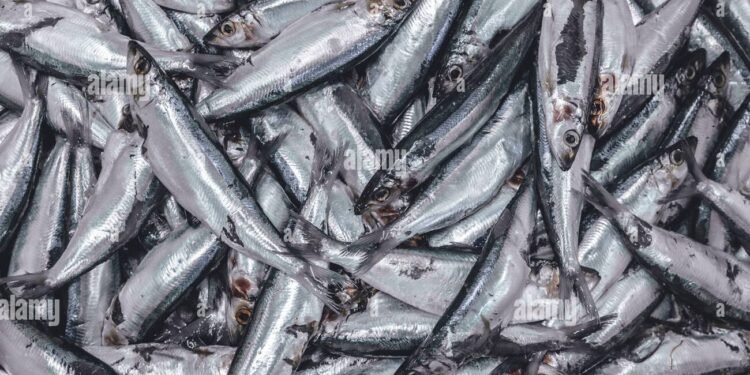 ಉಡುಪಿ: ಭಾರೀ ಬೂತಾಯಿ ಮೀನುಗಳ ಬೇಟೆ – ಹೆಜಮಾಡಿ ಕಡಲತೀರದಲ್ಲಿ ಜನಸಂದಣಿ