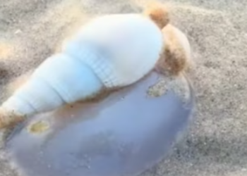 A sea of cone shells on the Puri coast: A rare and wonderful natural wonder, but caution is needed