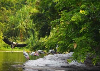 ವಯನಾಡಿನಲ್ಲಿ ಪಕ್ಷಿ ವೀಕ್ಷಣಾ ಕಾರ್ಯಾಗಾರ : ಪ್ರಕೃತಿ ಪ್ರೇಮಿಗಳು ಇಂದೇ ಹೆಸರು ನೋಂದಾಯಿಸಿ