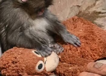 ‘ಬೇಬಿ ಮಂಕಿಯ ವೈರಲ್ ವೀಡಿಯೋ’ : ಮನುಷ್ಯನ ಭಾವನೆಯನ್ನು ತಟ್ಟಿದ ಕೋತಿ ಮರಿ