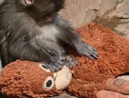 ‘ಬೇಬಿ ಮಂಕಿಯ ವೈರಲ್ ವೀಡಿಯೋ’ : ಮನುಷ್ಯನ ಭಾವನೆಯನ್ನು ತಟ್ಟಿದ ಕೋತಿ ಮರಿ