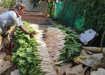 ಬೆಂಗಳೂರು ತರಕಾರಿಗಳಲ್ಲಿ ಮಾಲಿನ್ಯ : ಆರೋಗ್ಯಕ್ಕೆ  ಅಪಾಯ