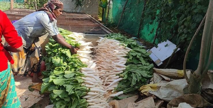 ಬೆಂಗಳೂರು ತರಕಾರಿಗಳಲ್ಲಿ ಮಾಲಿನ್ಯ : ಆರೋಗ್ಯಕ್ಕೆ ಅಪಾಯ