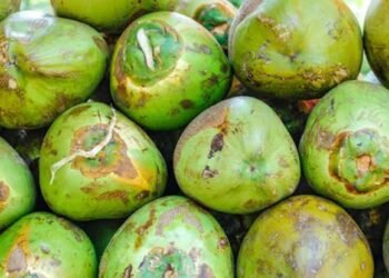 ಬೇಸಿಗೆಯಲ್ಲಿ ತಾರಕ್ಕಕ್ಕೇರಿದ ಎಳನೀರಿನ ಬೆಲೆ