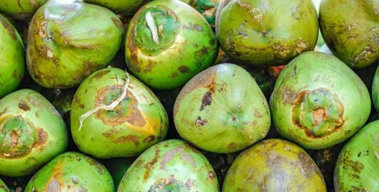 ಬೇಸಿಗೆಯಲ್ಲಿ ತಾರಕ್ಕಕ್ಕೇರಿದ ಎಳನೀರಿನ ಬೆಲೆ