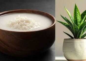 ಅಕ್ಕಿ ತೊಳೆದ ನೀರನ್ನು ಗಿಡಗಳಿಗೆ ಹಾಕುವುದು ಲಾಭಕರವೇ? ತಜ್ಞರ ಸ್ಪಷ್ಟನೆ