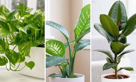 ನಾಸಾ ತಿಳಿಸಿದ ಭಾರತೀಯ ಮನೆಗಳಲ್ಲಿ ಗಾಳಿ ಶುದ್ಧೀಕರಿಸುವ ಸಸ್ಯಗಳು ಇಲ್ಲಿವೆ
