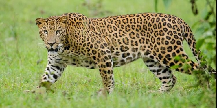 Leopard fear in Belthangady. Leopard appeared on social media. Leopard!
