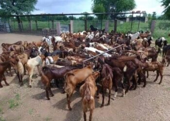 ಸಿಂಧನೂರು: ಭಾರೀ ಅಗ್ನಿ ಅವಘಡ, 700ಕ್ಕೂ ಹೆಚ್ಚು ಮೇಕೆಗಳು ಸಾವು, 2 ಕೋಟಿ ರೂ. ನಷ್ಟ