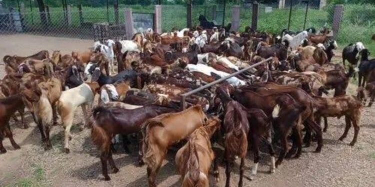 ಸಿಂಧನೂರು: ಭಾರೀ ಅಗ್ನಿ ಅವಘಡ, 700ಕ್ಕೂ ಹೆಚ್ಚು ಮೇಕೆಗಳು ಸಾವು, 2 ಕೋಟಿ ರೂ. ನಷ್ಟ