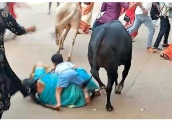 ಸುಬ್ರಮಣ್ಯ : ಬೀದಿ ದನಗಳ ನಡುವಿನ ಜಗಳದಲ್ಲಿ ಗಾಯಗೊಂಡ ತಾಯಿ – ಮಗು