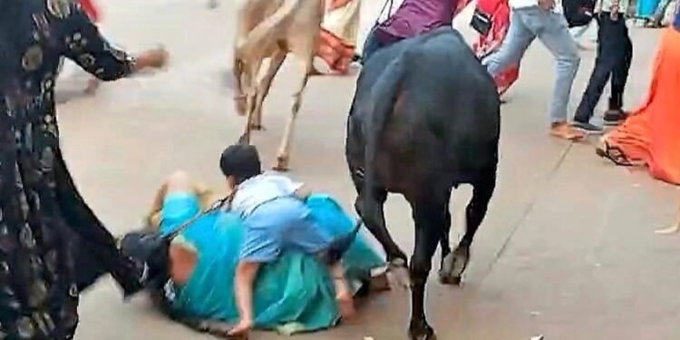 ಸುಬ್ರಮಣ್ಯ : ಬೀದಿ ದನಗಳ ನಡುವಿನ ಜಗಳದಲ್ಲಿ ಗಾಯಗೊಂಡ ತಾಯಿ – ಮಗು