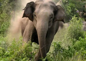 ವನ್ಯಜೀವಿ ದಾಳಿಯಲ್ಲಿ ಮೃತಪಟ್ಟವರ ಕುಟುಂಬಕ್ಕೆ ಸರ್ಕಾರಿ ಉದ್ಯೋಗ ಇಲ್ಲ : ಈಶ್ವರ್ ಖಂಡ್ರೆ ಸ್ಪಷ್ಟನೆ