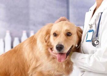 ಪಶುಸಂಗೋಪನಾ ಇಲಾಖೆಯಲ್ಲಿ ಸಿಬ್ಬಂದಿ ಕೊರತೆ : ಉಡುಪಿ ಜಿಲ್ಲೆಯಲ್ಲಿ ಗಂಭೀರ ಸ್ಥಿತಿ