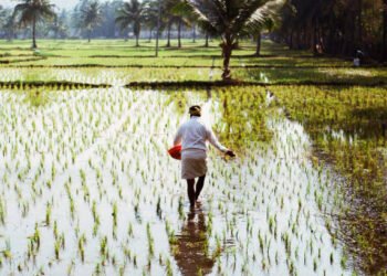 ಭಾರತದ ಅಕ್ಕಿ ರಾಜಧಾನಿ : ರೈತರು ಪೀಳಿಗೆಗಳಿಂದಲೂ ಅಕ್ಕಿ ಬೆಳೆಯುವಲ್ಲಿ ಯಶಸ್ಸು