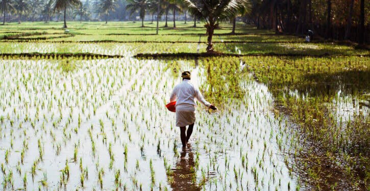 ಭಾರತದ ಅಕ್ಕಿ ರಾಜಧಾನಿ : ರೈತರು ಪೀಳಿಗೆಗಳಿಂದಲೂ ಅಕ್ಕಿ ಬೆಳೆಯುವಲ್ಲಿ ಯಶಸ್ಸು
