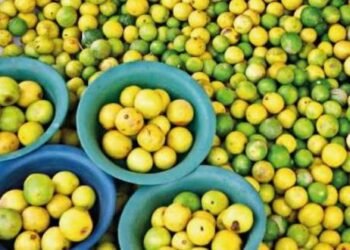 ಮಂಗಳೂರು ಬಿಸಿಗಾಳಿಯ ಪರಿಣಾಮ: ನಿಂಬೆ ಬೆಲೆ ಏರಿಕೆ, ತಂಪು ಪಾನೀಯಗಳಿಗೆ ಭಾರೀ ಬೇಡಿಕೆ