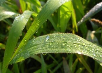 ಸಸ್ಯಗಳಲ್ಲಿ ನೀರು ನಿಯಂತ್ರಣದ ಹೊಸ ವಿಧಾನ ಪತ್ತೆ: ಕೊಲ್ಕತ್ತಾ ವಿಜ್ಞಾನಿ ತಂಡದ ಮಹತ್ವದ ಸಂಶೋಧನೆ