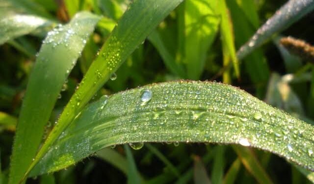 ಸಸ್ಯಗಳಲ್ಲಿ ನೀರು ನಿಯಂತ್ರಣದ ಹೊಸ ವಿಧಾನ ಪತ್ತೆ: ಕೊಲ್ಕತ್ತಾ ವಿಜ್ಞಾನಿ ತಂಡದ ಮಹತ್ವದ ಸಂಶೋಧನೆ