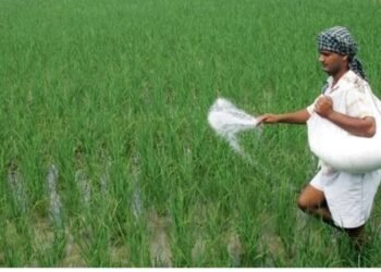 ರೈತರಿಗೆ ಸಿಹಿ ಸುದ್ದಿ: ರಂಜಕ ಮತ್ತು ಪೊಟ್ಯಾಷ್ ರಸಗೊಬ್ಬರಕ್ಕೆ ಸಹಾಯಧನ ಘೋಷಣೆ
