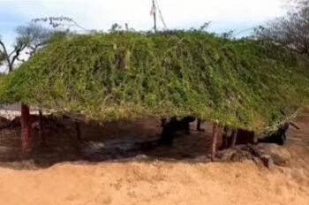 ರಾಜಸ್ಥಾನದ ‘ದೇಶಿ ಕೂಲಿಂಗ್ ಸಿಸ್ಟಮ್’ ಬಿಸಿಗಾಳಿಗೆ ಪರಿಹಾರ