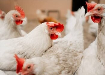 ಮದುವೆ ಮೆರವಣಿಗೆಯ ಜೋರಾದ ಸಂಗೀತದಿಂದ 140 ಕೋಳಿಗಳು ಸಾವು