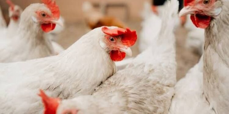 ಮದುವೆ ಮೆರವಣಿಗೆಯ ಜೋರಾದ ಸಂಗೀತದಿಂದ 140 ಕೋಳಿಗಳು ಸಾವು