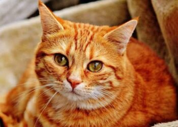 ಬೆಂಗಳೂರಿನಲ್ಲಿ ಬೆಕ್ಕಿನ ಮರಿ ವಿವಾದ: ನೆರೆಹೊರೆಯವರ ನಡುವೆ ಜಗಳ, ಪೊಲೀಸರ ಮಧ್ಯಸ್ಥಿಕೆ