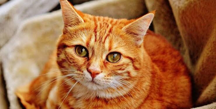 ಬೆಂಗಳೂರಿನಲ್ಲಿ ಬೆಕ್ಕಿನ ಮರಿ ವಿವಾದ: ನೆರೆಹೊರೆಯವರ ನಡುವೆ ಜಗಳ, ಪೊಲೀಸರ ಮಧ್ಯಸ್ಥಿಕೆ