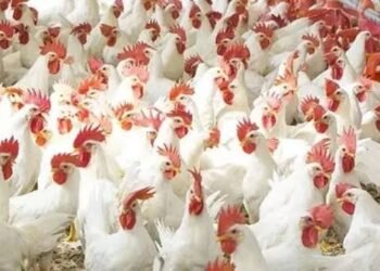 ಕರ್ನಾಟಕದಲ್ಲಿ ಬರ್ಡ್ ಫ್ಲೂ ಆತಂಕವನ್ನು ಯಶಸ್ವಿಯಾಗಿ ನಿಭಾಯಿಸಿದ ಸರ್ಕಾರ