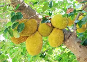 ಮೇನಾಳ ದರ್ಗಾದಲ್ಲಿ ಹಲಸಿನ ಹಣ್ಣು ₹10,000ಕ್ಕೆ ಹರಾಜು