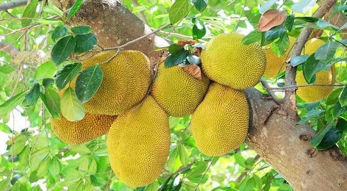 ಮೇನಾಳ ದರ್ಗಾದಲ್ಲಿ ಹಲಸಿನ ಹಣ್ಣು ₹10,000ಕ್ಕೆ ಹರಾಜು