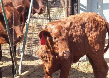Caution is needed regarding lumpy skin disease in cattle