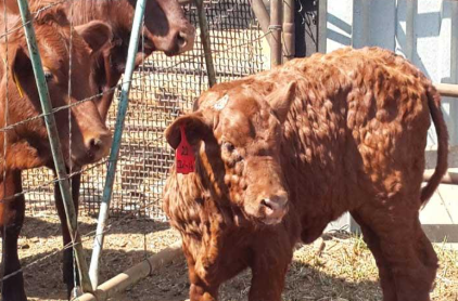 Caution is needed regarding lumpy skin disease in cattle