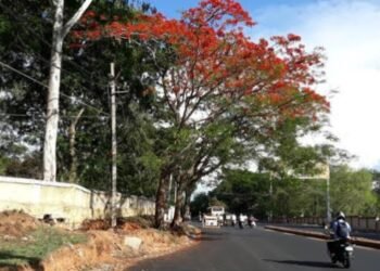 ಮೈಸೂರು ಫ್ಲೈಓವರ್ ಯೋಜನೆ: 347 ಮರಗಳ ನಾಶದ ಬಗ್ಗೆ ಆತಂಕ
