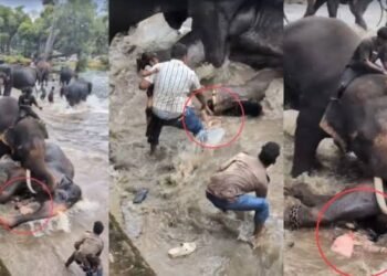 ಕೊಡಗು : ದುಬಾರೆಯಲ್ಲಿ ಸಾಕಾನೆಗಳ ನಡುವೆ ಕಾಳಗ;  ಪ್ರವಾಸಿ ಮಹಿಳೆ ಬಲಿ