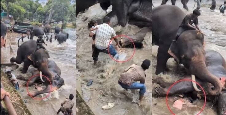 ಕೊಡಗು : ದುಬಾರೆಯಲ್ಲಿ ಸಾಕಾನೆಗಳ ನಡುವೆ ಕಾಳಗ; ಪ್ರವಾಸಿ ಮಹಿಳೆ ಬಲಿ