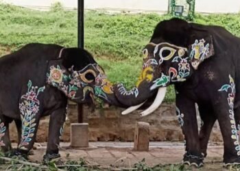 ದುಬಾರೆ ದುರಂತದ ಬಳಿಕ ಮೈಸೂರು ದಸರಾಕ್ಕೆ ಕಂಜನ್ ಆನೆಗೆ ಪ್ರವೇಶವಿಲ್ಲ