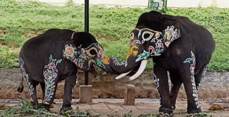 ದುಬಾರೆ ದುರಂತದ ಬಳಿಕ ಮೈಸೂರು ದಸರಾಕ್ಕೆ ಕಂಜನ್ ಆನೆಗೆ ಪ್ರವೇಶವಿಲ್ಲ