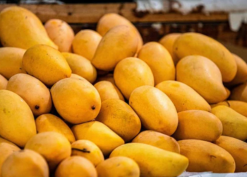 What is the reason for Japan imposing a ban on Indian mangoes after 20 years?