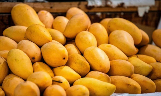 What is the reason for Japan imposing a ban on Indian mangoes after 20 years?