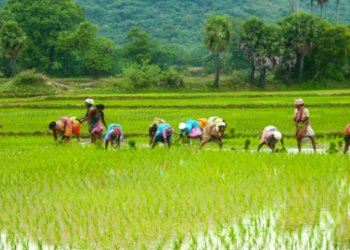 New impetus for paddy cultivation in Dakshina Kannada: 1,000 acres target