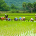 New impetus for paddy cultivation in Dakshina Kannada: 1,000 acres target