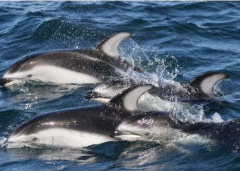 Faroe Islands: Killing of over 700 whales and dolphins, global outrage